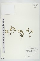 藏品(星果佛甲草)的圖片