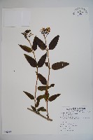 藏品(阿里山忍冬、漸尖葉忍冬)的圖片