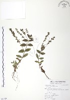 藏品(玉山水苦賈)的圖片