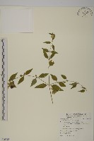 藏品(狗筋蔓)的圖片