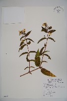 藏品(阿里山忍冬、漸尖葉忍冬)的圖片