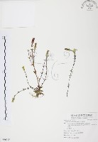 藏品(玉山龍膽)的圖片