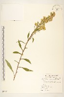 藏品(一枝黃花)的圖片