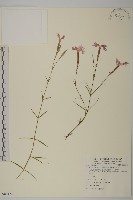 藏品(玉山石竹)的圖片