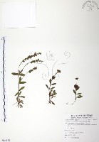 藏品(玉山水苦賈)的圖片