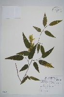 藏品(阿里山千金榆)的圖片