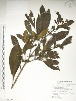 藏品(大葉木犀)的圖片