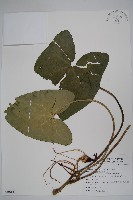 藏品(下花細辛)的圖片