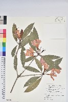 藏品(鹿角杜鵑、西施花、青紫木)的圖片