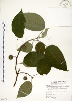 藏品(構樹)的圖片