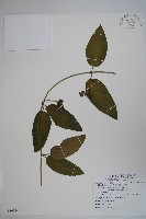 藏品(絨毛芙蓉蘭)的圖片