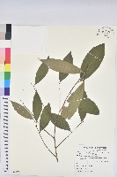 藏品(刺杜密)的圖片