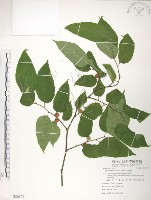 藏品(小構樹)的圖片