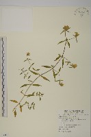 藏品(異葉珍珠菜)的圖片