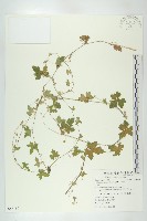 藏品(天花)的圖片