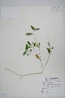 藏品(爵床)的圖片