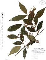 藏品(杜虹花，台灣紫珠)的圖片