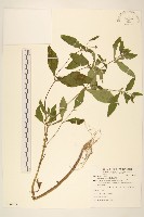 藏品(豨薟)的圖片