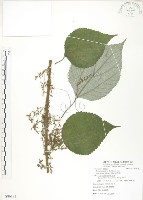 藏品(青苧麻)的圖片