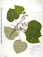 藏品(山桐子)的圖片