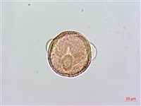 藏品(蔓虎刺)的圖片