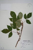 藏品(臺灣藤漆)的圖片