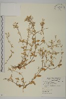 藏品(卷耳)的圖片