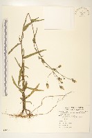 藏品(玉山毛蓮菜)的圖片