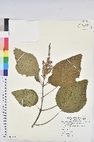 藏品(野桐)的圖片