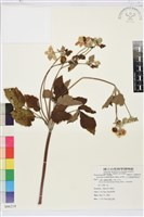 藏品(小白頭翁、野棉花)的圖片