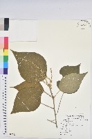 藏品(野桐)的圖片