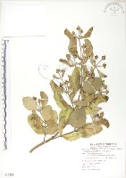 藏品(海茄苳)的圖片