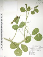 藏品(肥豬豆)的圖片