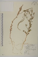 藏品(變葉藜)的圖片