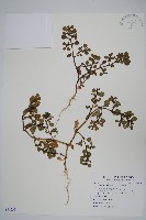 藏品(假海馬齒)的圖片