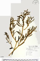 藏品(海馬齒)的圖片