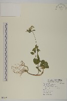 藏品(霍香薊)的圖片