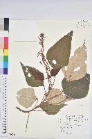 藏品(白匏子)的圖片