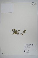 藏品(圓葉山梗菜)的圖片