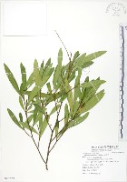 藏品(車桑子)的圖片