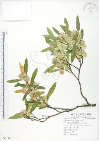 藏品(車桑子)的圖片