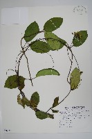 藏品(爬森藤)的圖片