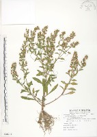 藏品(茅毛珍珠菜)的圖片