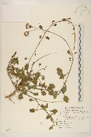 藏品(白鳳菜)的圖片