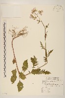 藏品(飛機草)的圖片