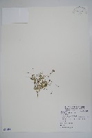 藏品(細葉蘭花參)的圖片