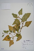 藏品(番杏)的圖片