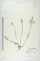 藏品(獨行菜)的圖片