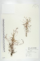 藏品(長葉茅膏菜)的圖片