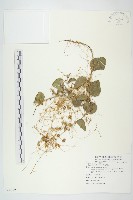 藏品(菟絲子)的圖片